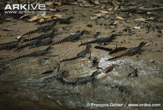 Illustration for article titled Sunday Crocodilian - Caiman yacare Edition